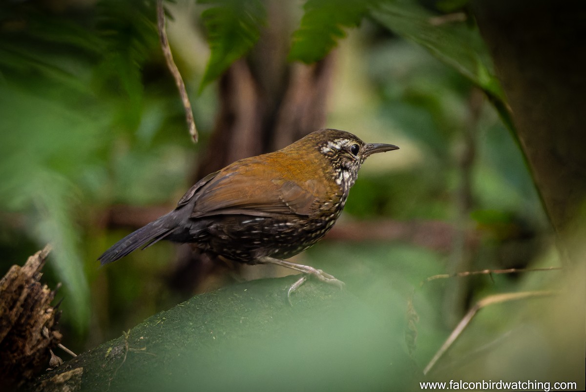 Sharp-tailed Streamcreeper - ML637825545