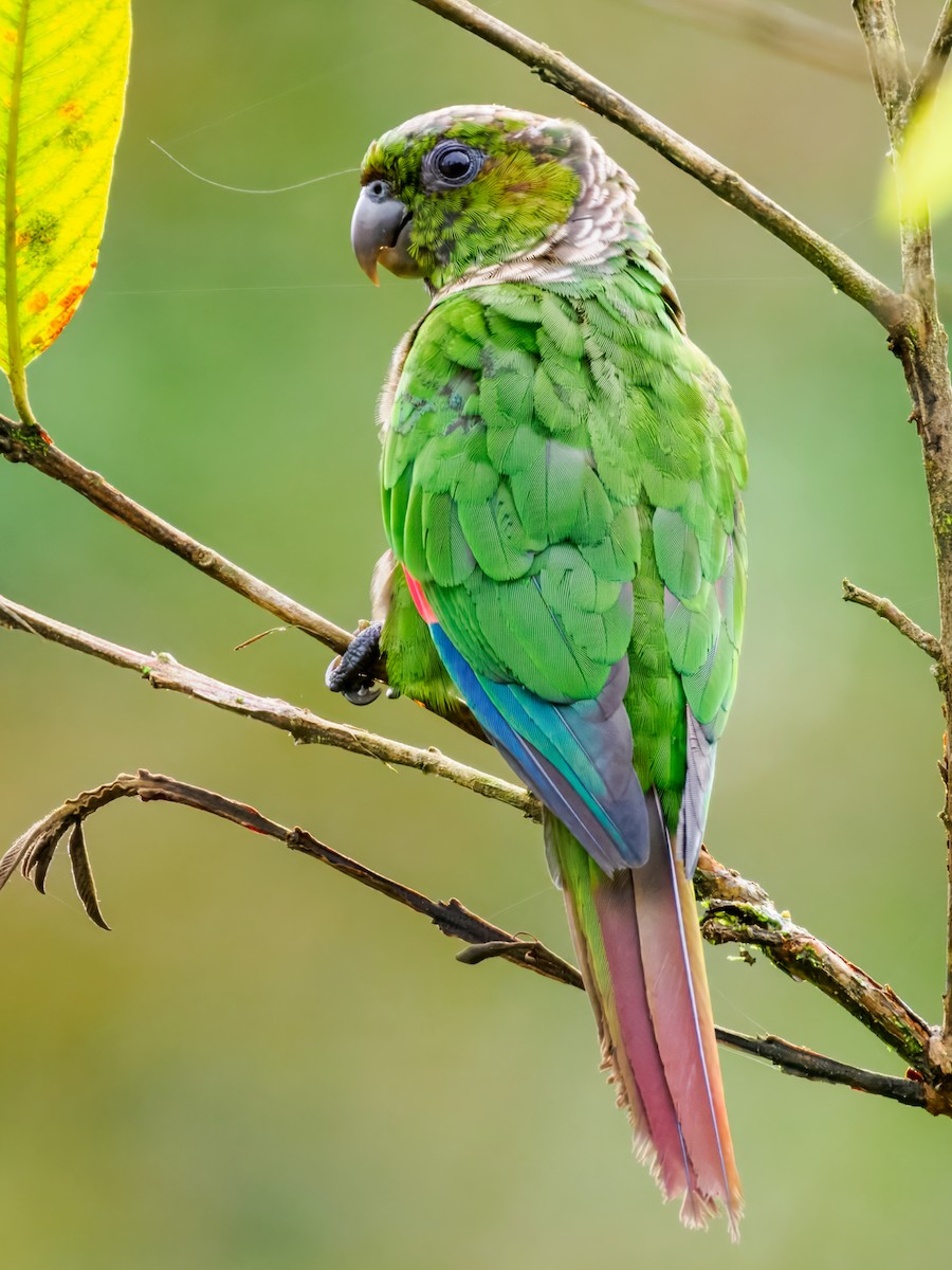 pyrura hnědoocasý (ssp. pacifica) - ML637825549
