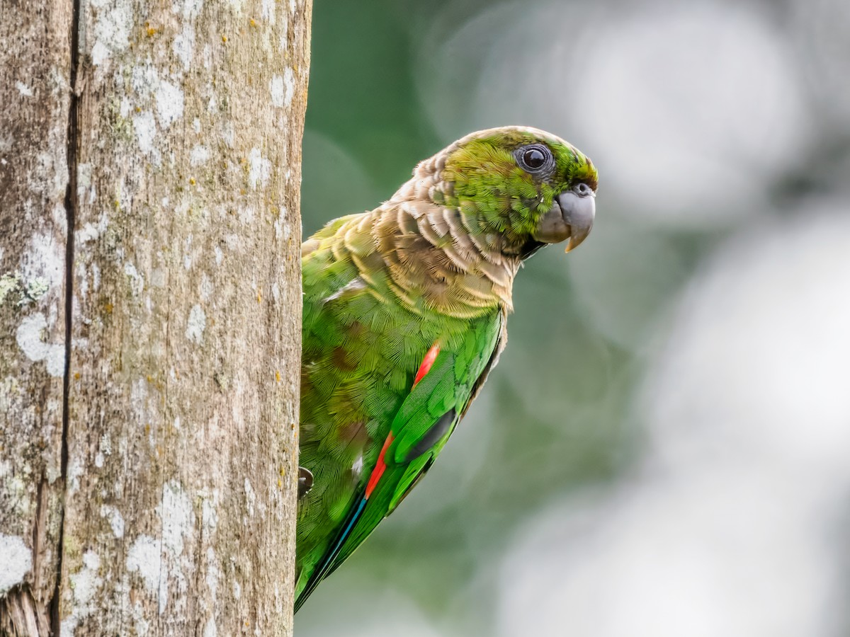 pyrura hnědoocasý (ssp. pacifica) - ML637825551