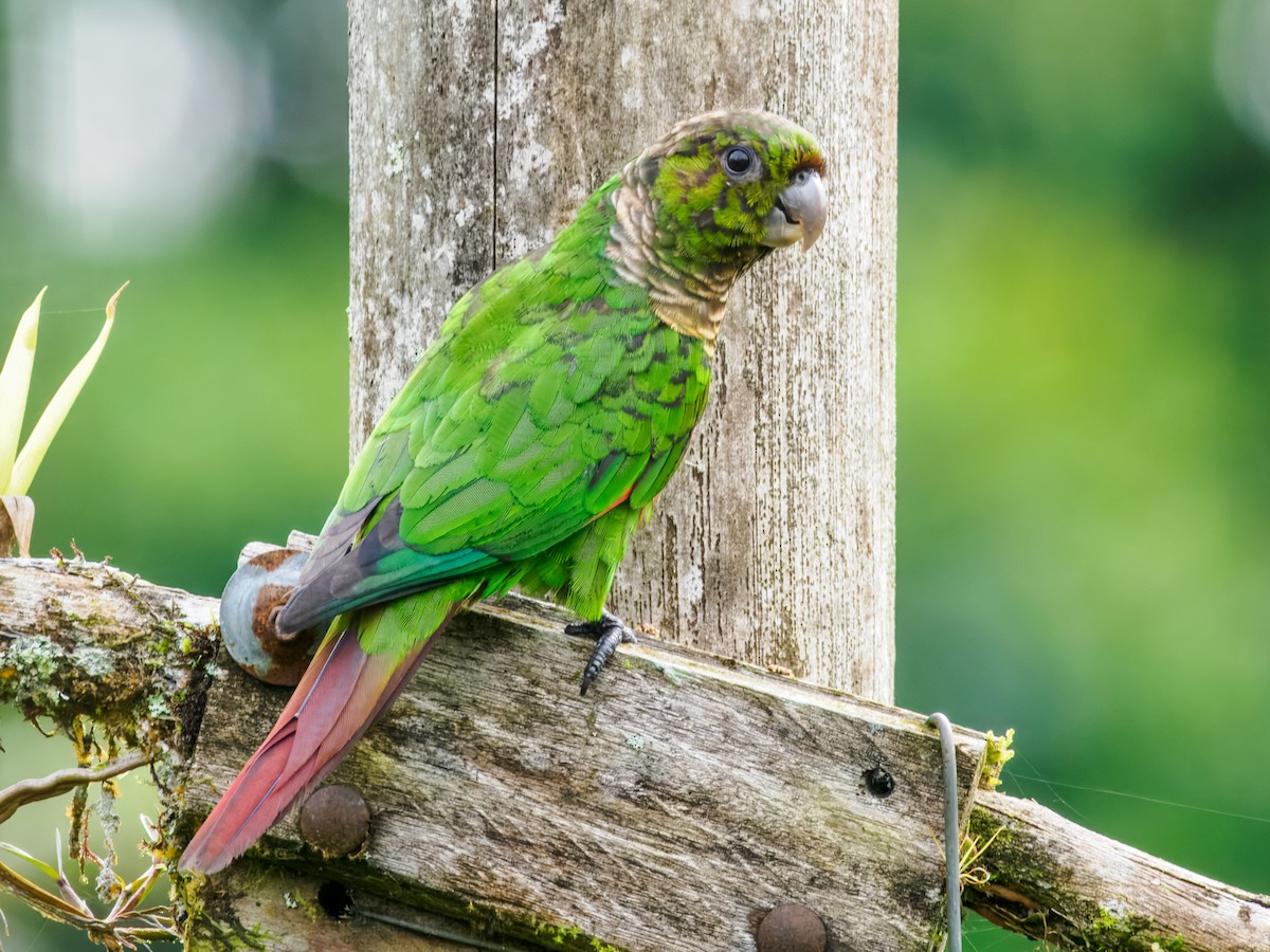 pyrura hnědoocasý (ssp. pacifica) - ML637825556