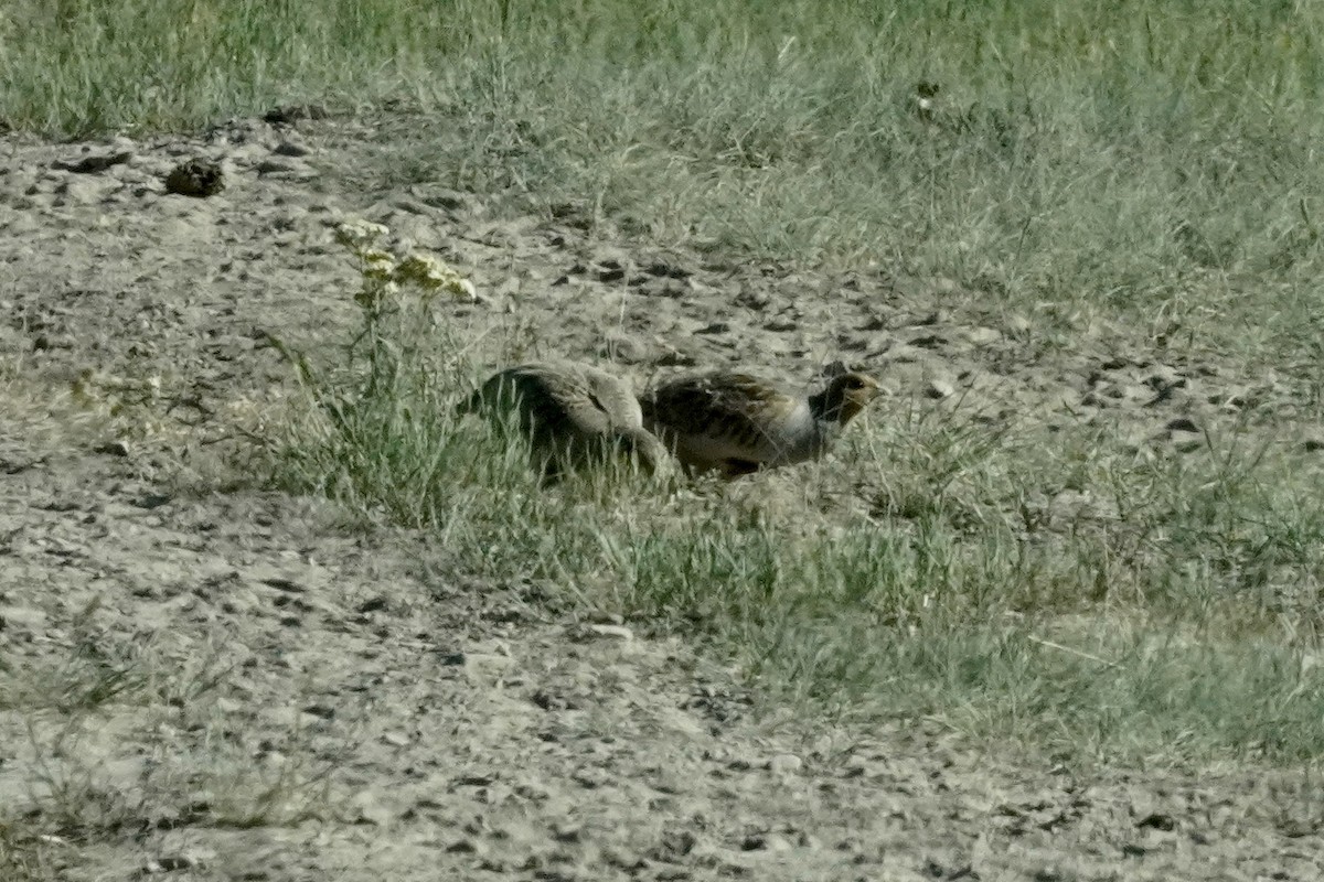 Gray Partridge - ML637825560