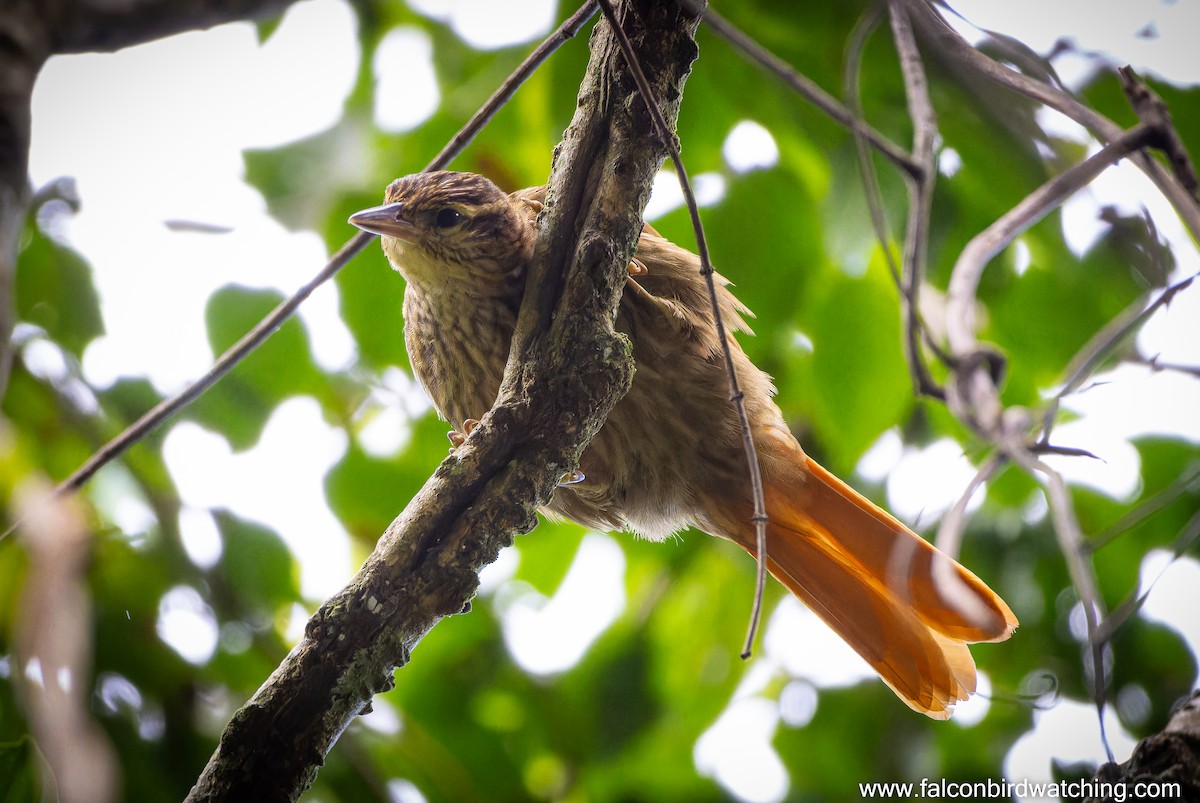 Pale-browed Treehunter - ML637825561