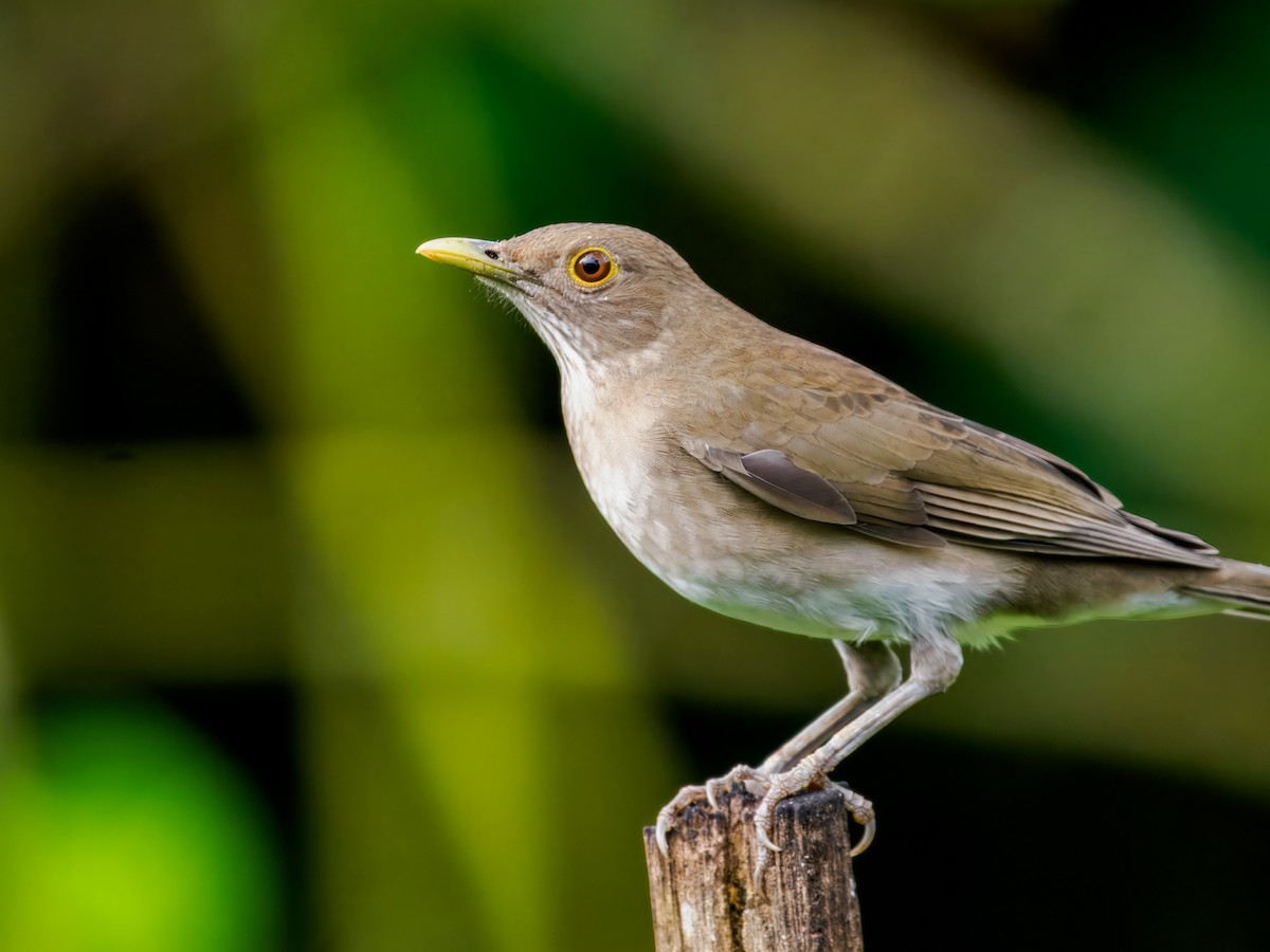 Ecuadorian Thrush - ML637825573