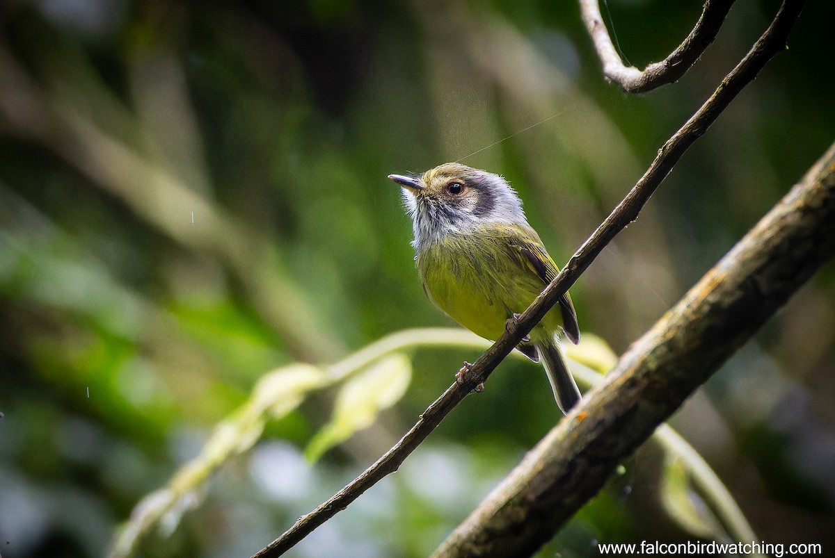 Eared Pygmy-Tyrant - ML637825575