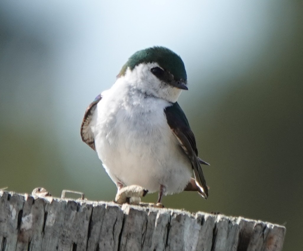 Hirondelle à face blanche - ML637825592