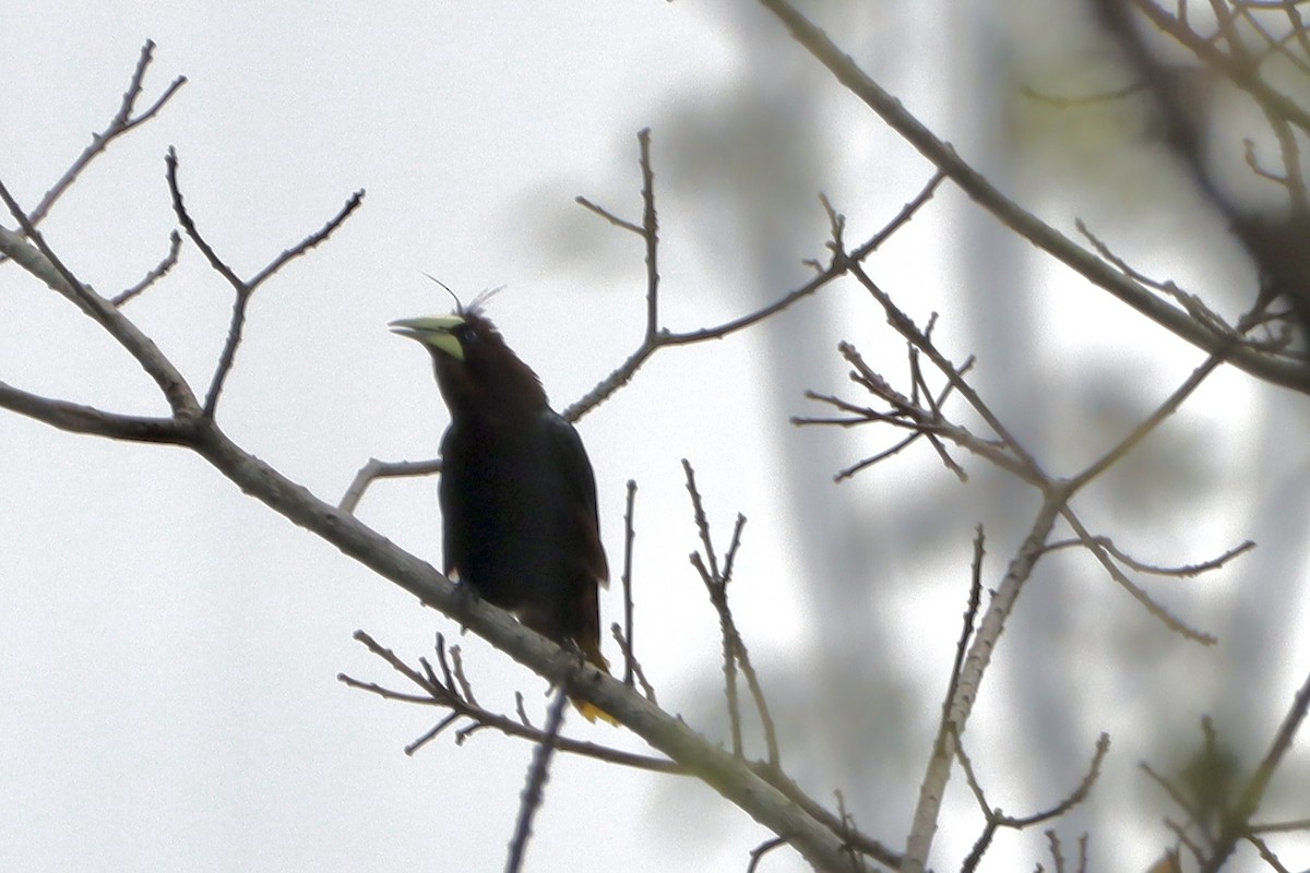 Chestnut-headed Oropendola - ML637825595