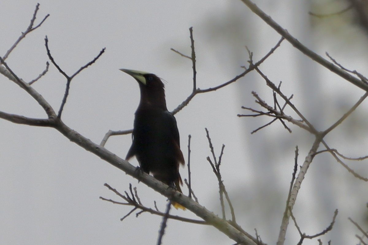 Chestnut-headed Oropendola - ML637825596