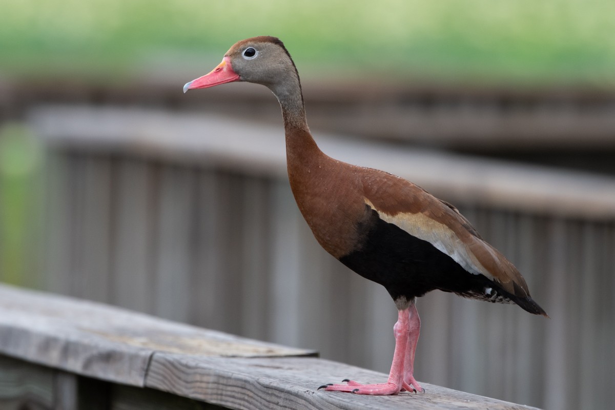 Black-bellied Whistling-Duck - ML637825597