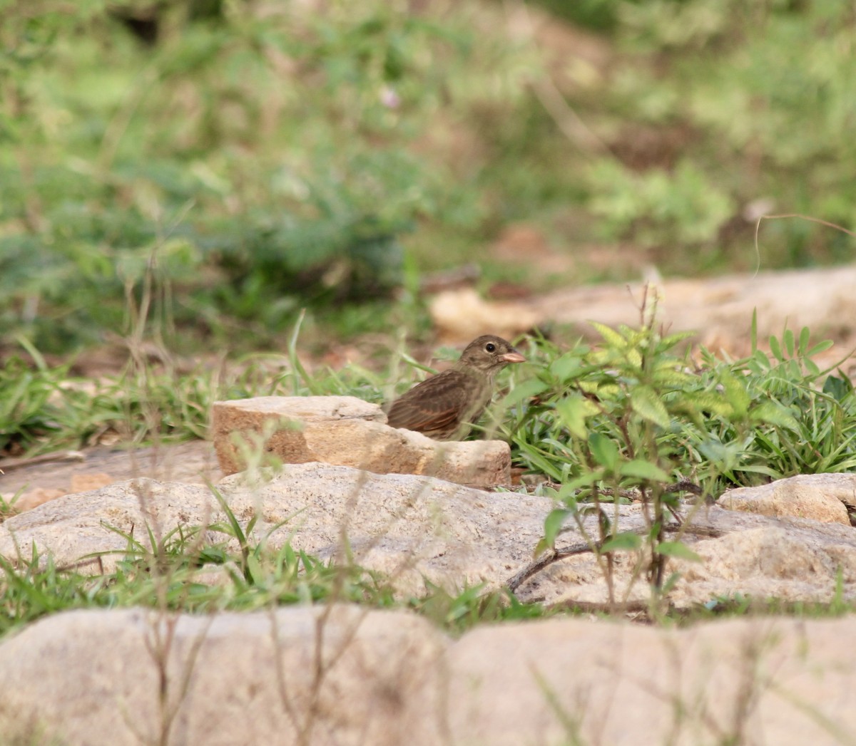 Crested Bunting - ML637825603