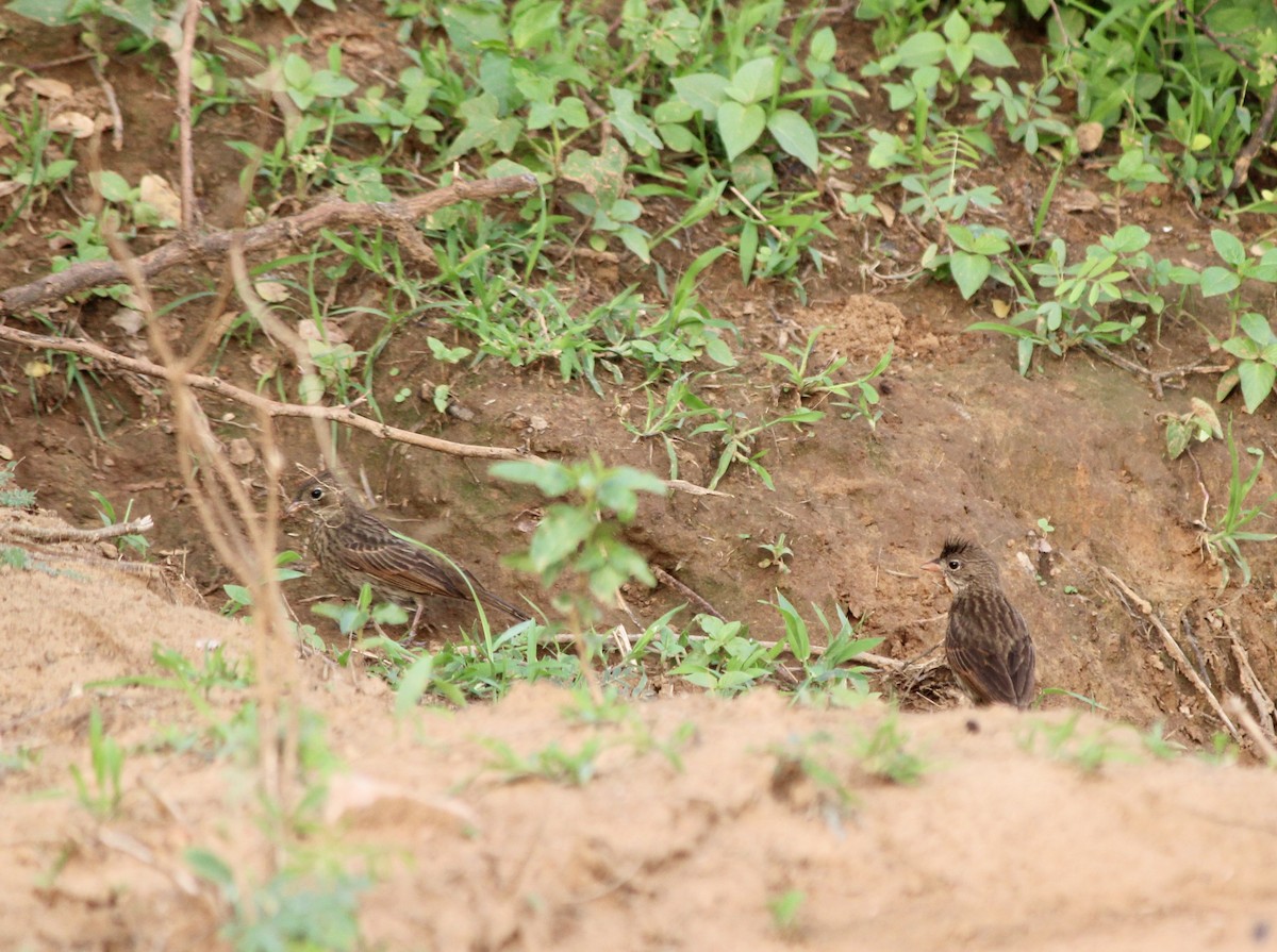 Crested Bunting - ML637825605
