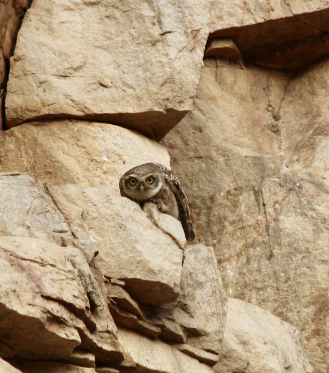 Spotted Owlet - ML637825611