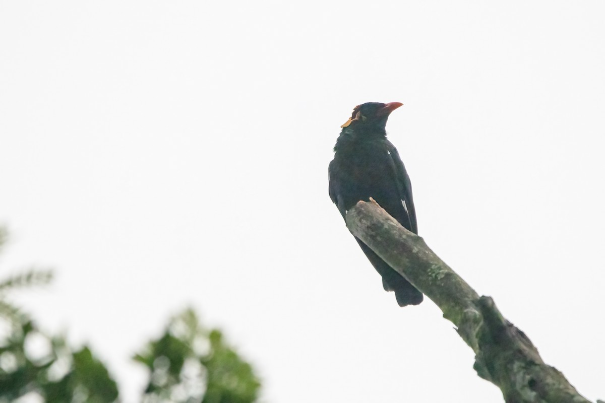 Southern Hill Myna - ML637825614