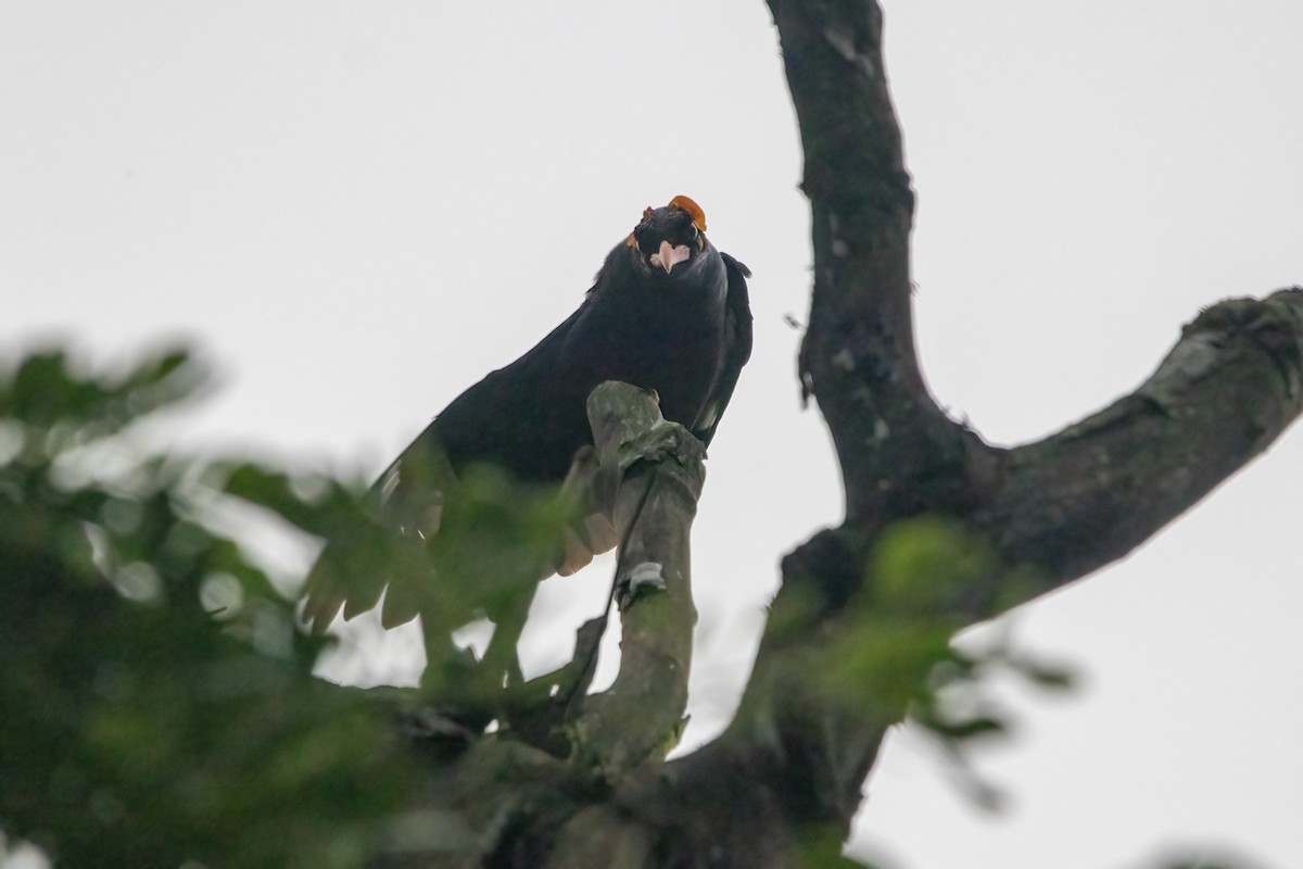 Southern Hill Myna - ML637825615