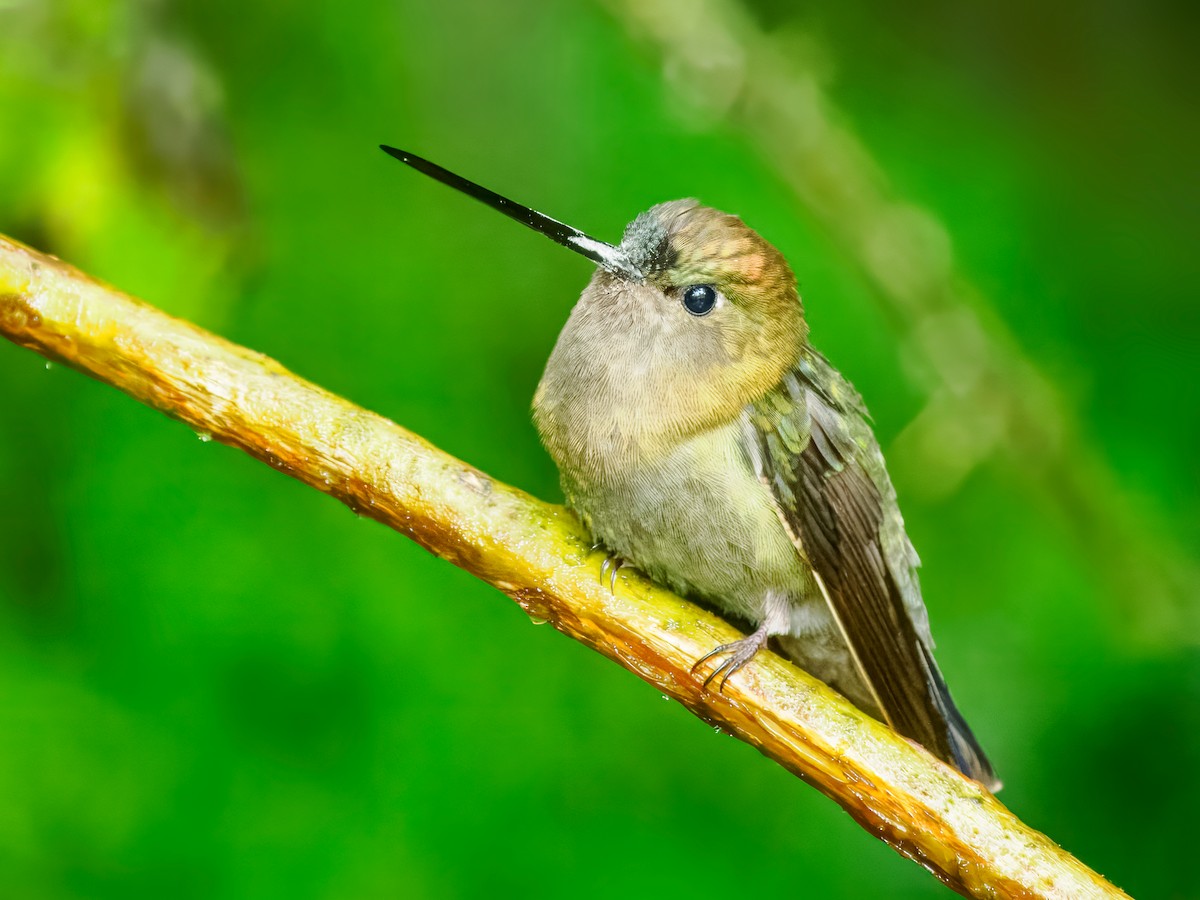 Green-fronted Lancebill - ML637825651