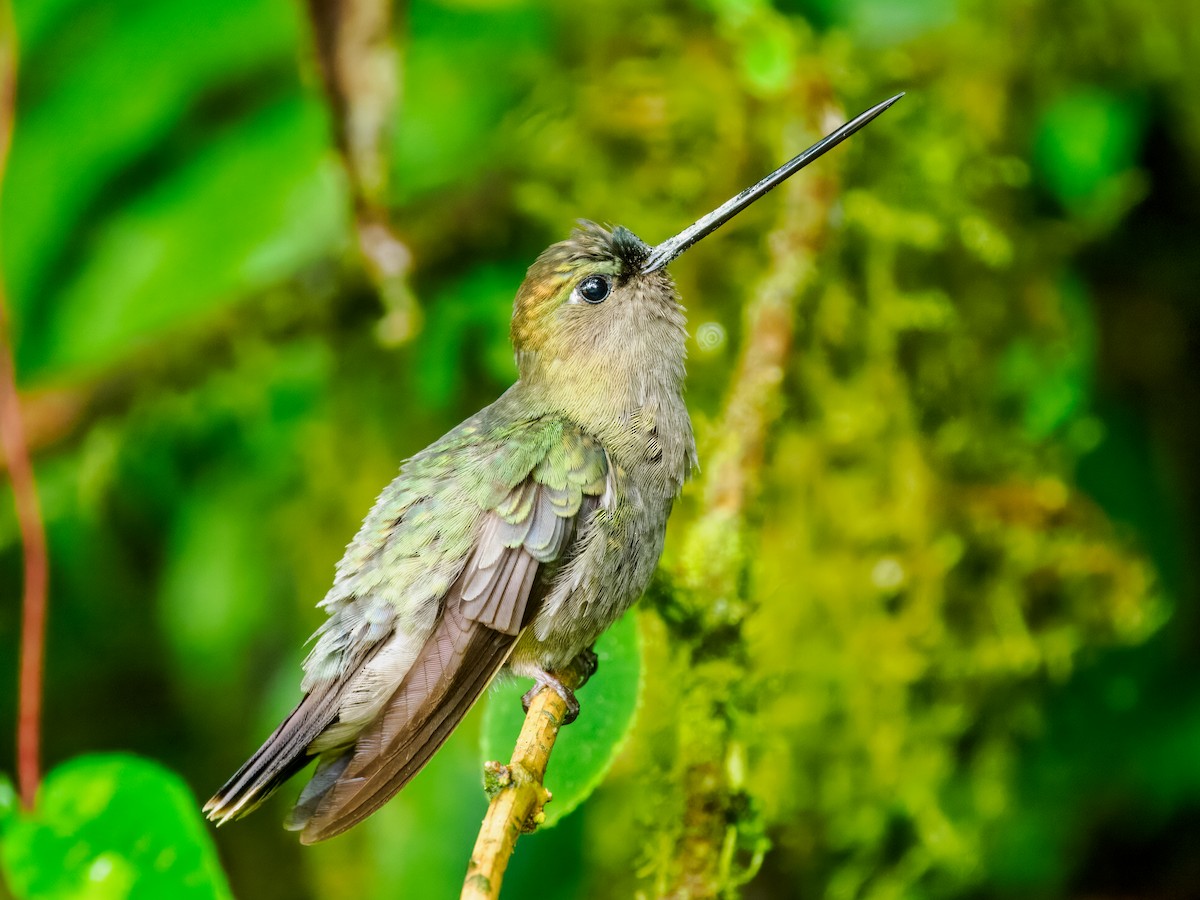 Green-fronted Lancebill - ML637825652