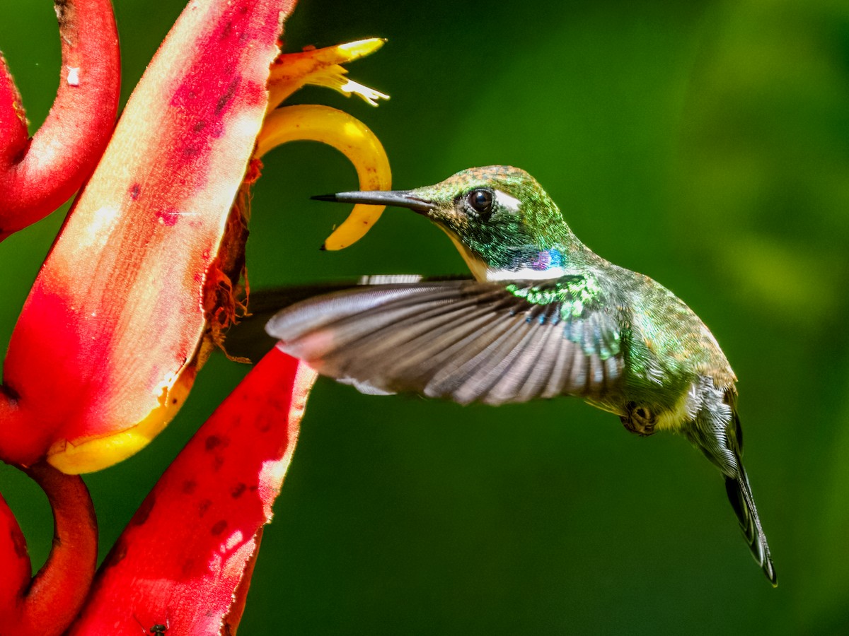 White-throated Daggerbill - ML637825663