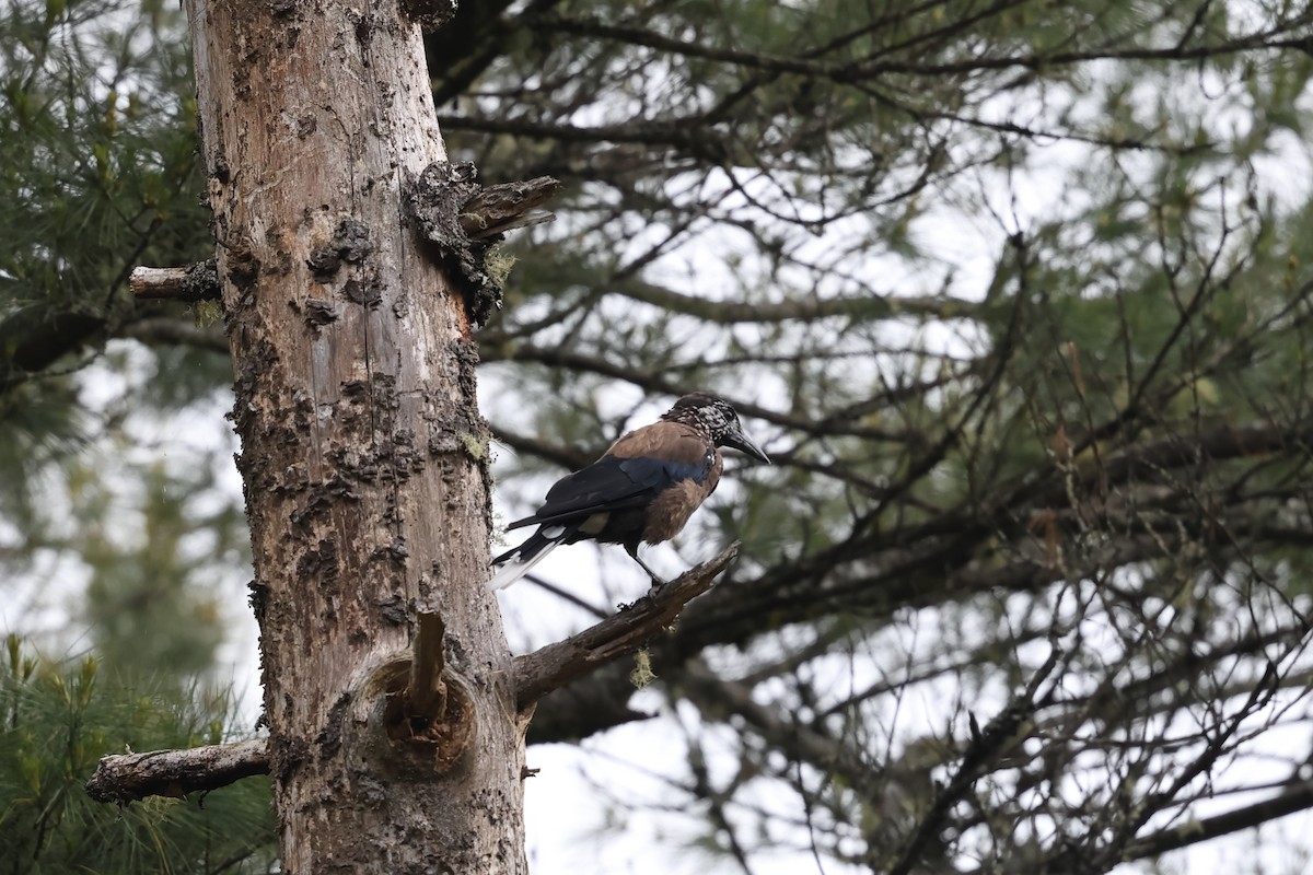 Southern Nutcracker - ML637825677