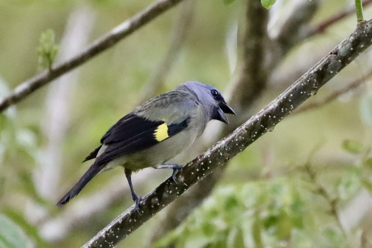 Tangara Aliamarilla - ML637825681