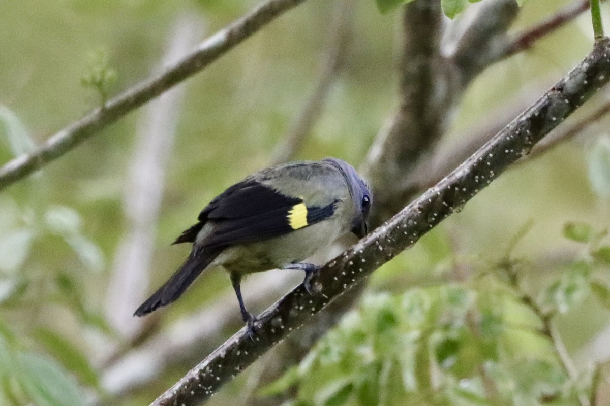 Tangara Aliamarilla - ML637825682