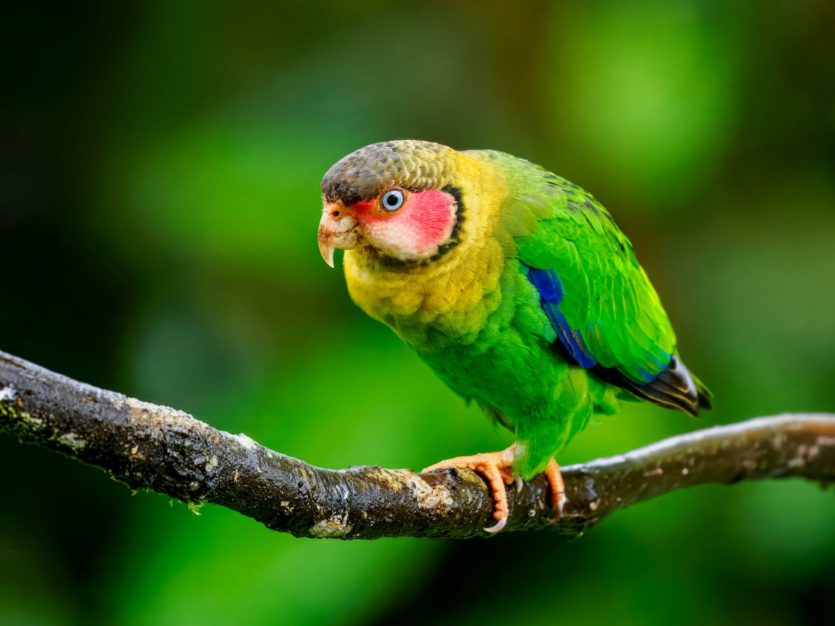 Rose-faced Parrot - ML637825685