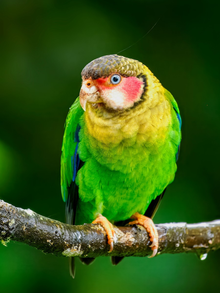 Rose-faced Parrot - ML637825686