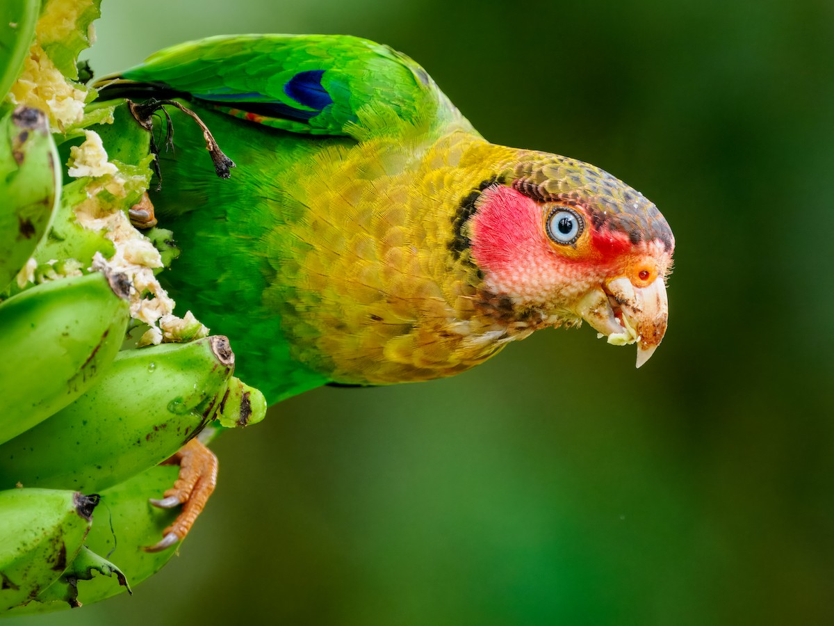 Rose-faced Parrot - ML637825689