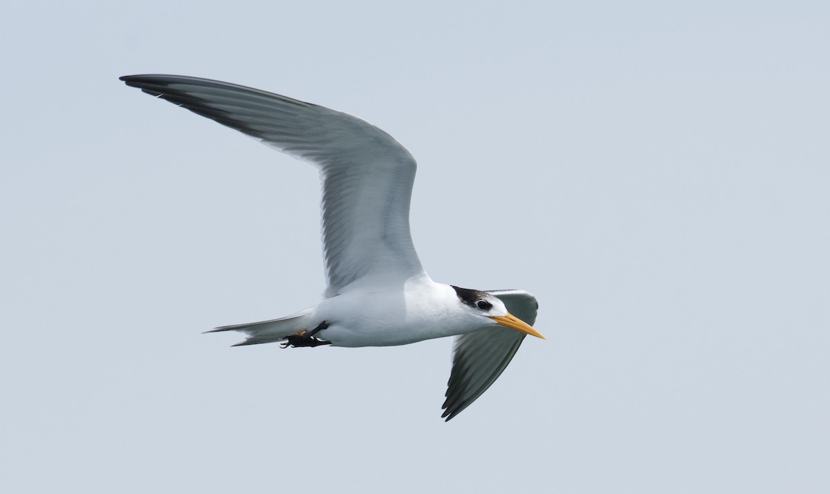 Lesser Crested Tern - ML637825716