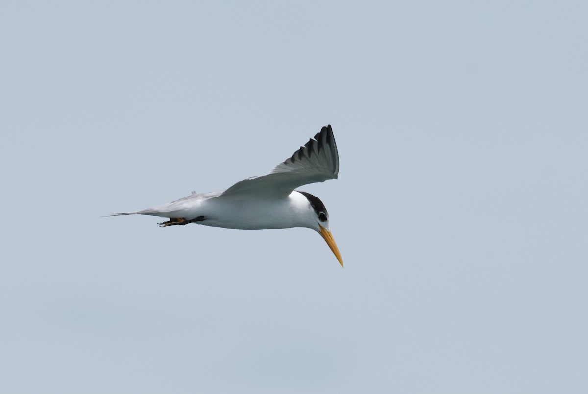 Lesser Crested Tern - ML637825717