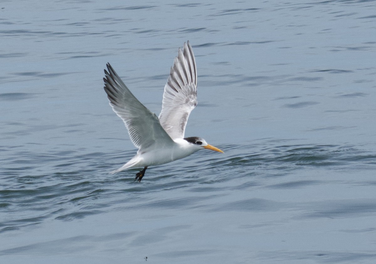 Lesser Crested Tern - ML637825718