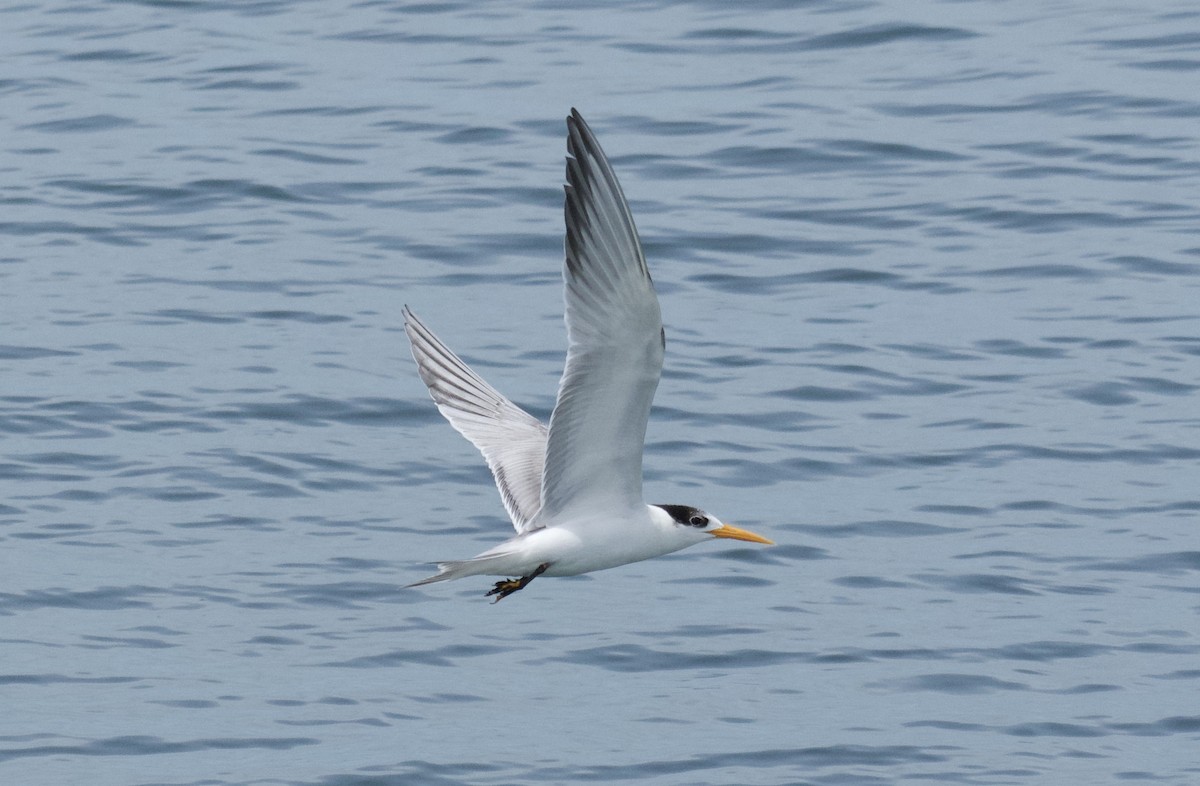 Lesser Crested Tern - ML637825719