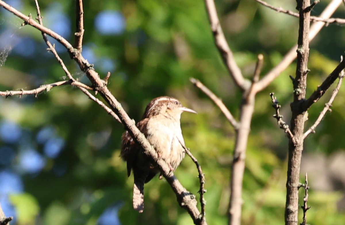 Carolina Wren - ML637825726