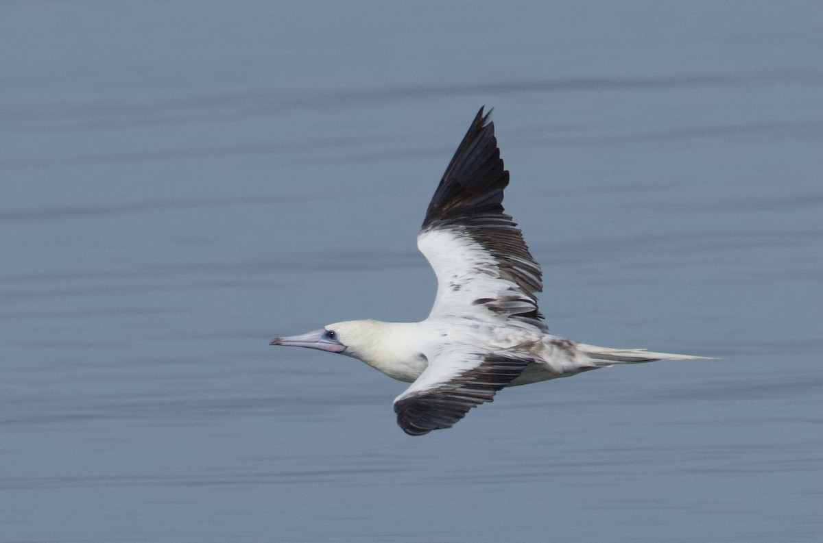 Red-footed Booby - ML637825773