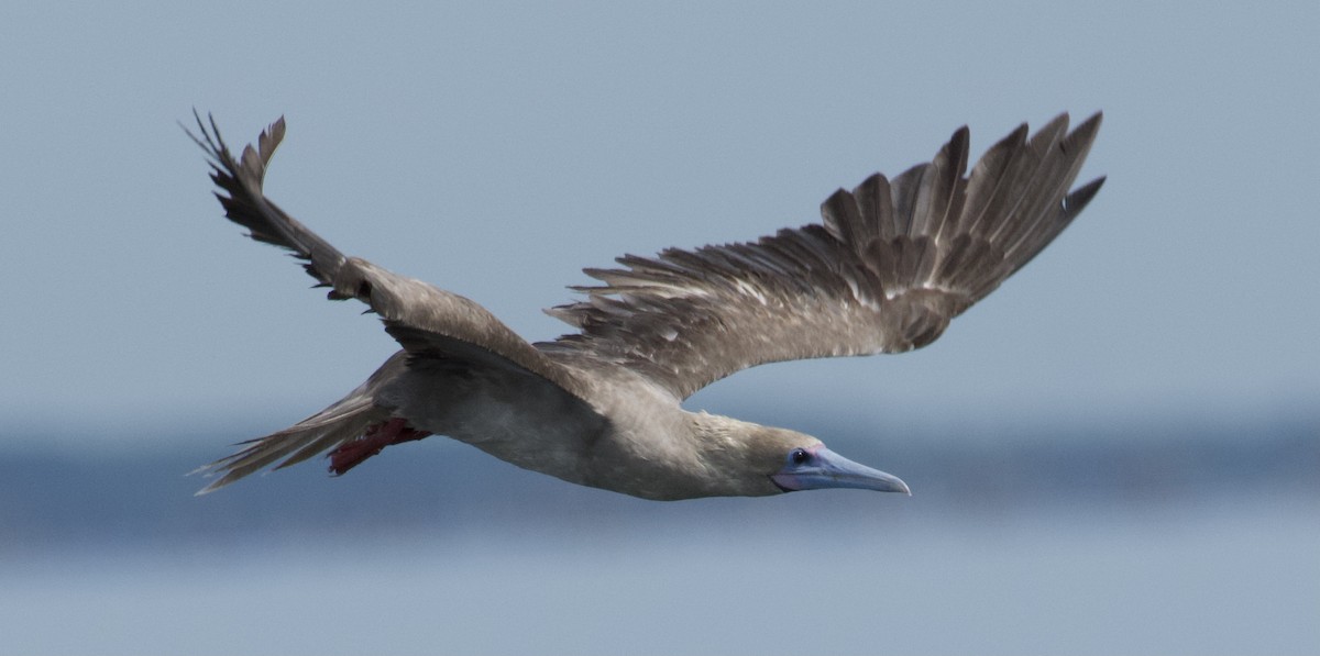 Red-footed Booby - ML637825774