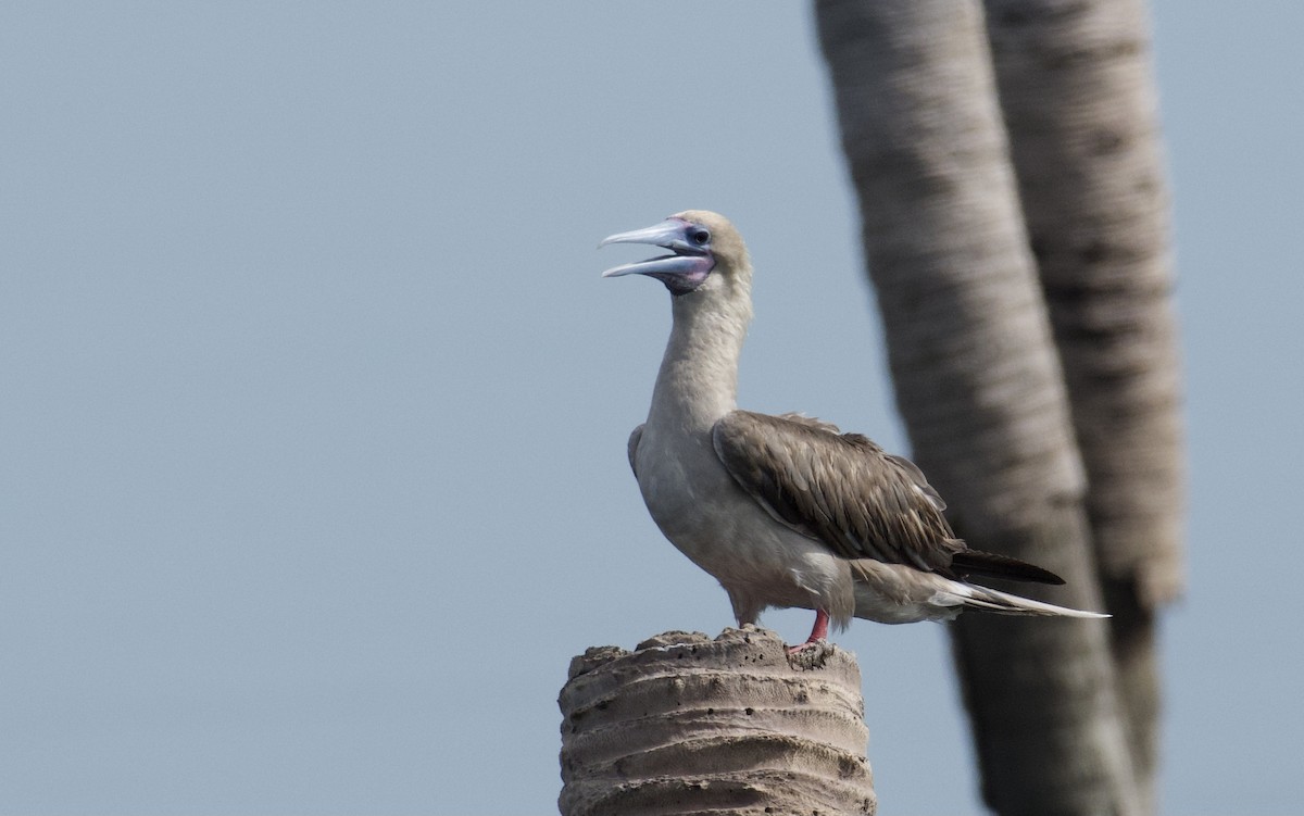 Red-footed Booby - ML637825775