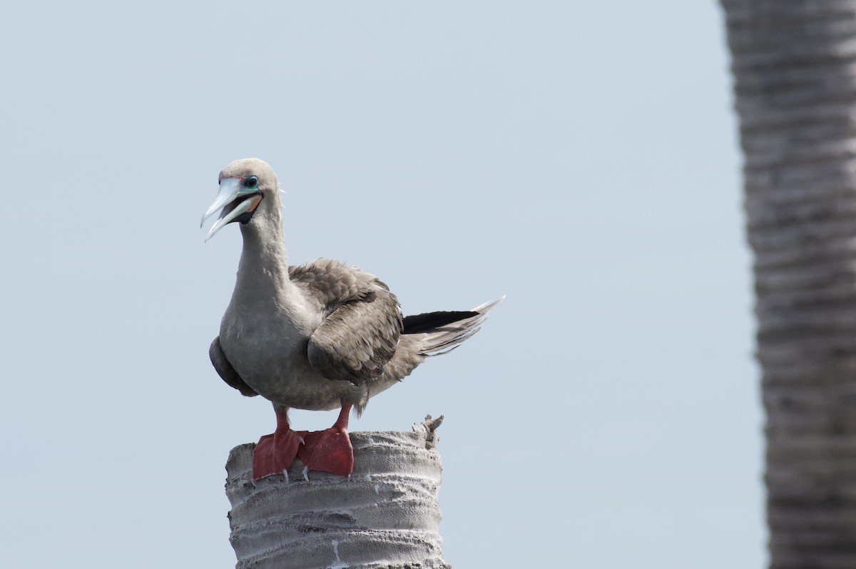 Red-footed Booby - ML637825776