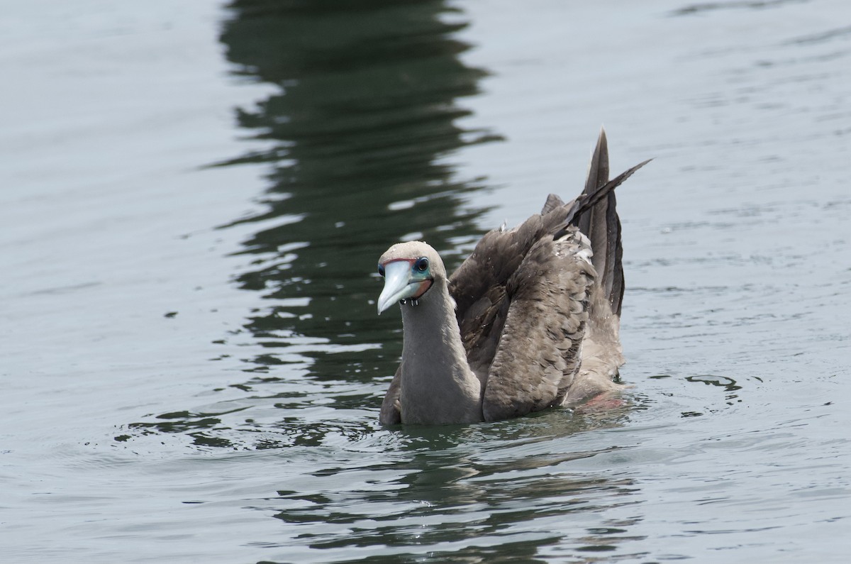 Red-footed Booby - ML637825777