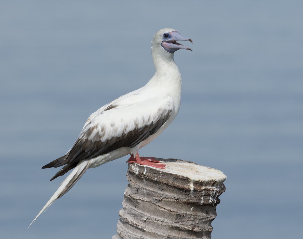 Red-footed Booby - ML637825778