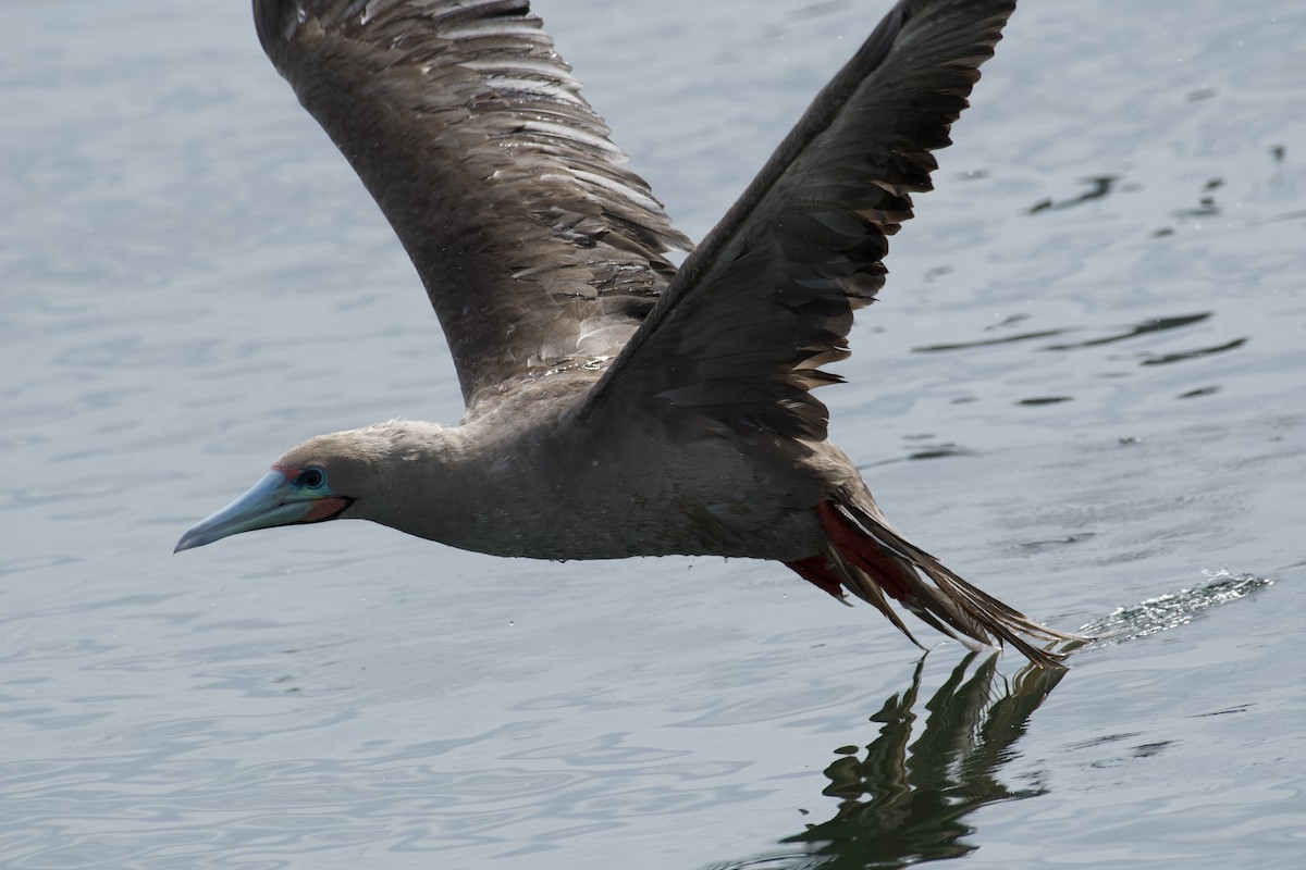 Red-footed Booby - ML637825779