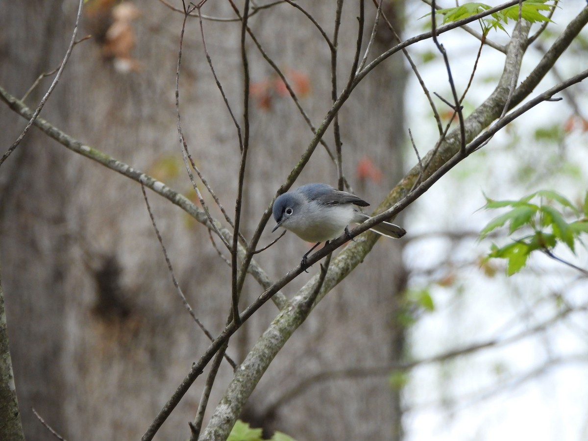 Blue-gray Gnatcatcher - ML637825813