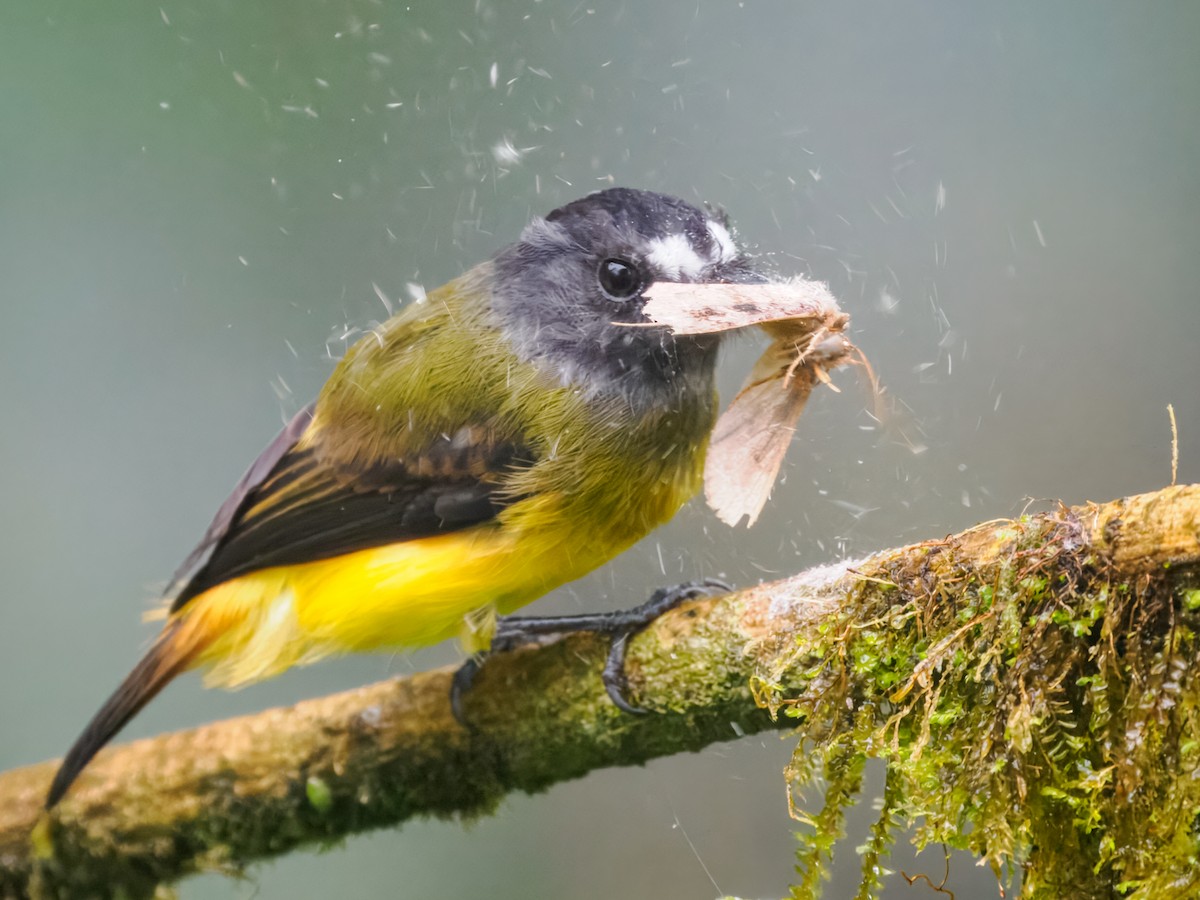 Ornate Flycatcher - ML637825829