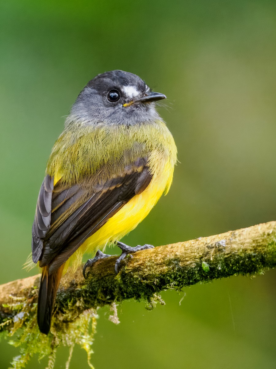 Ornate Flycatcher - ML637825830