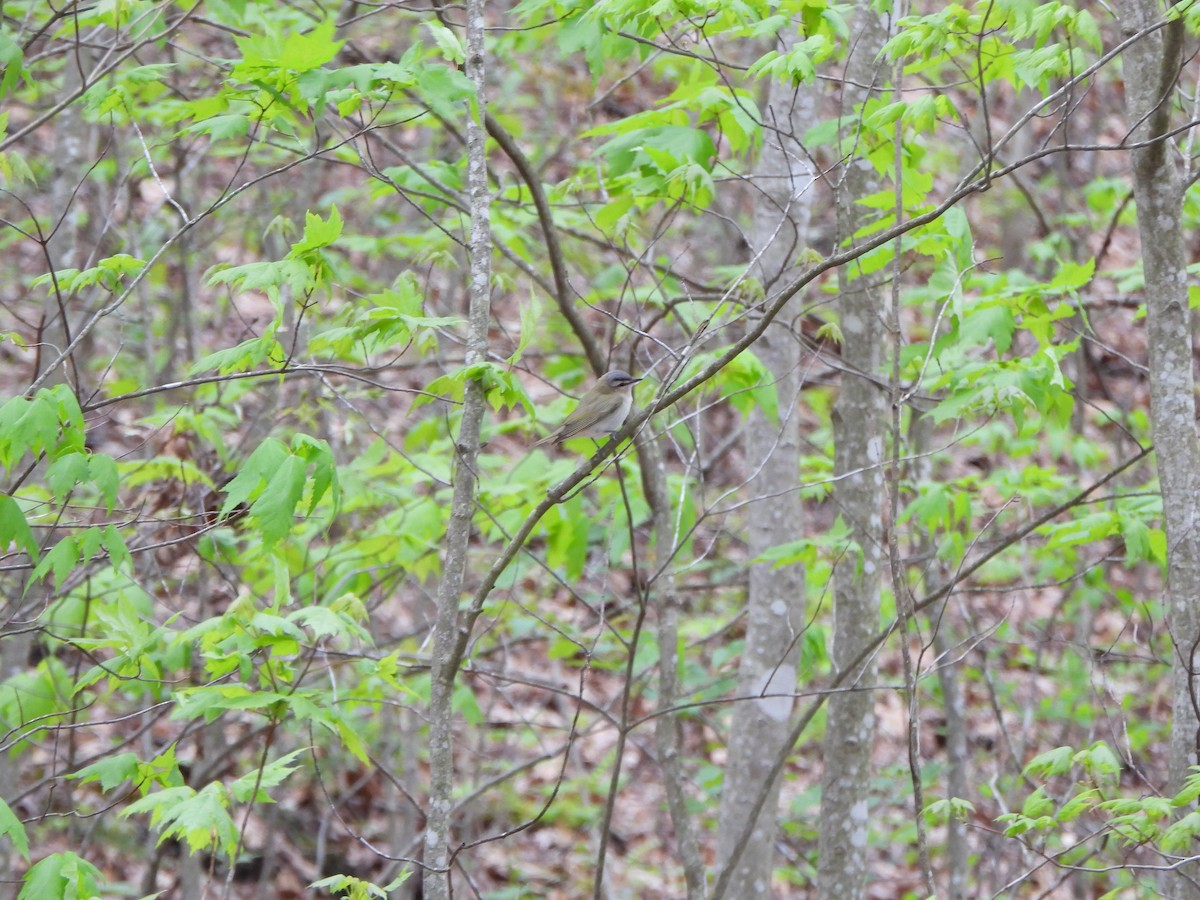 Red-eyed Vireo - ML637825834