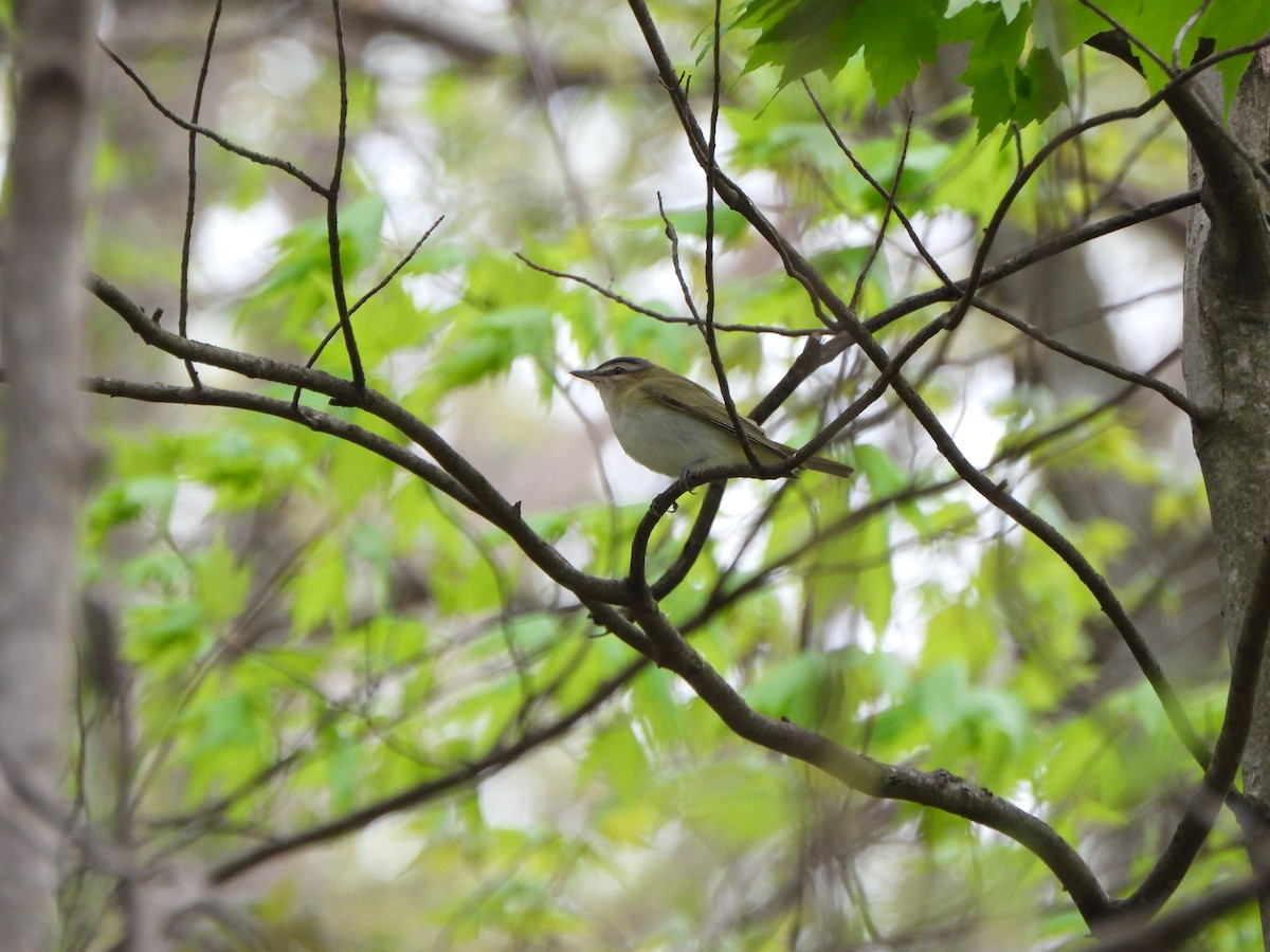 Red-eyed Vireo - ML637825835