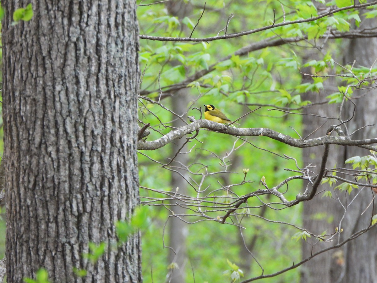 Hooded Warbler - ML637825846