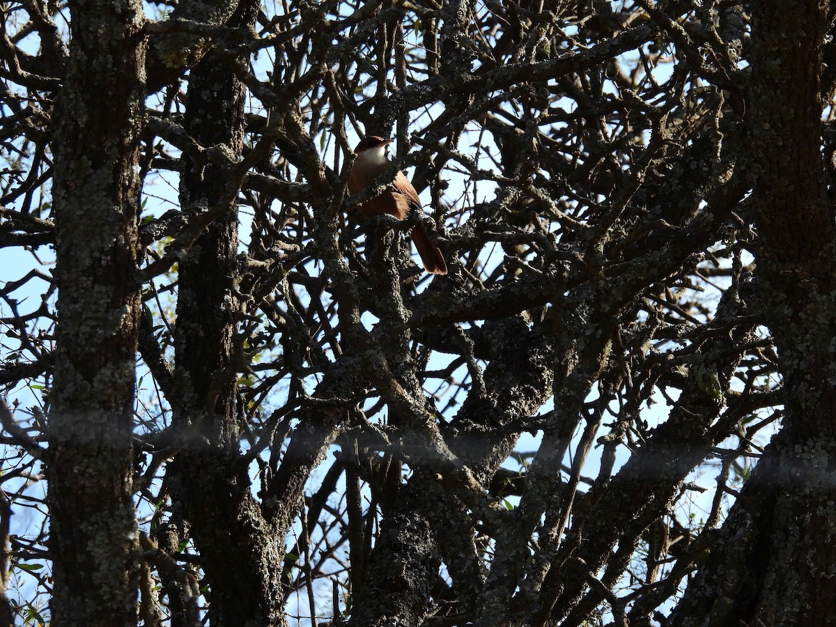 Chaco Earthcreeper - ML637825847