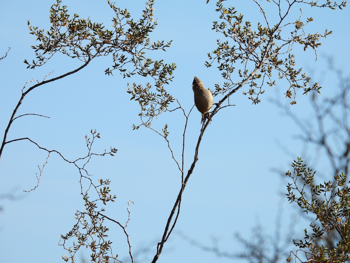 Tufted Tit-Spinetail - ML637825848