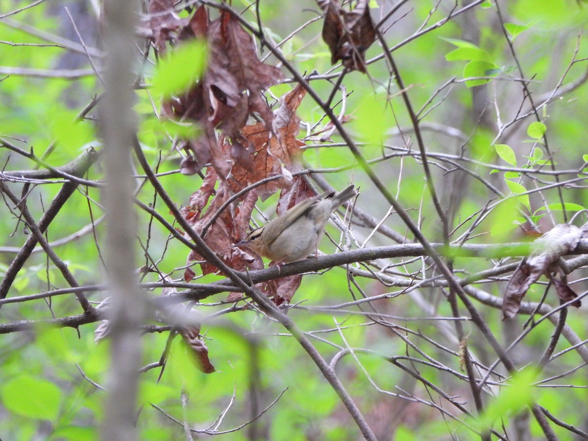 Worm-eating Warbler - ML637825850