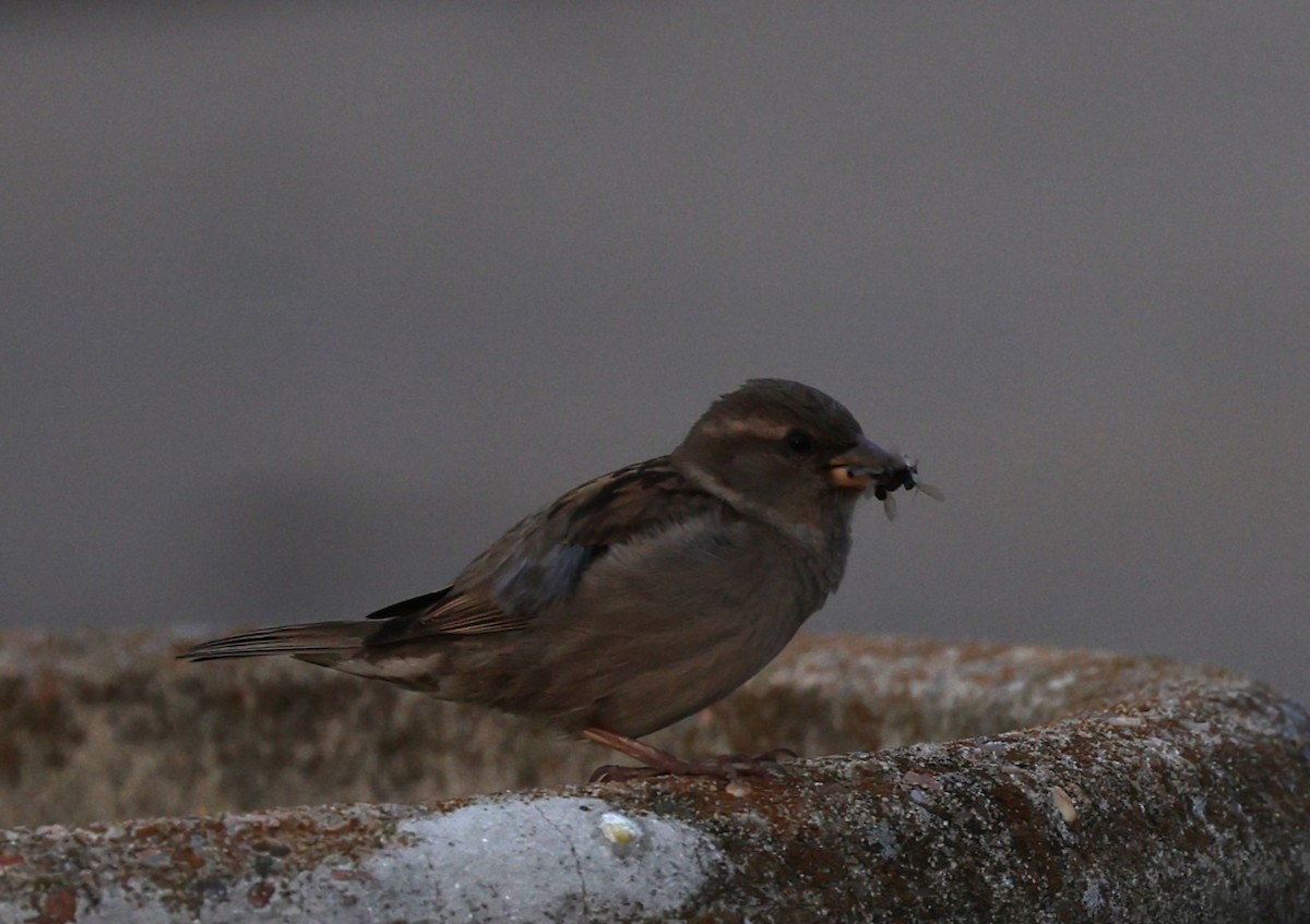 House Sparrow - ML637825865