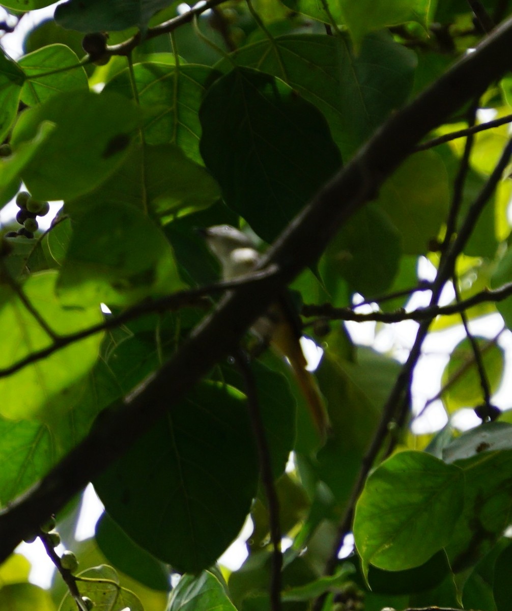 Small Minivet - ML637825887
