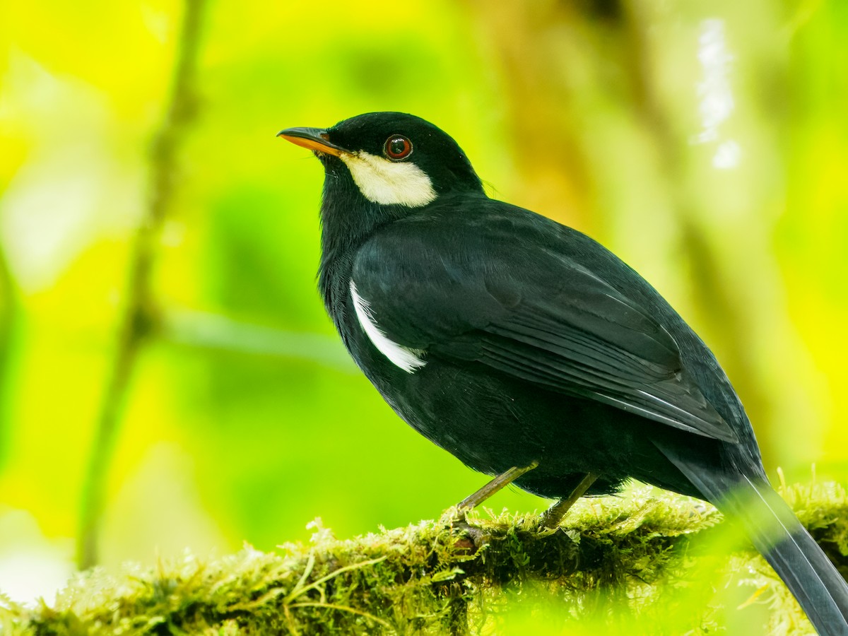 Black Solitaire - ML637825898